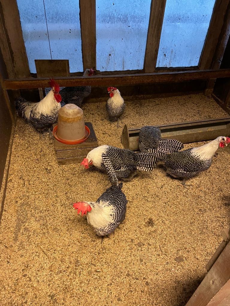 Broedeieren kippen - Goudbrakel- Mechelse - Zilverbrakel, Enlèvement