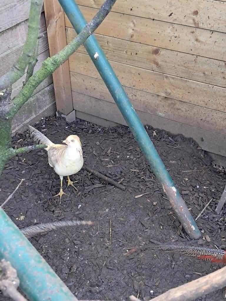 Haan gele goudfazant  licht van kleur 2025 en wildkleur hen, Dieren en Toebehoren