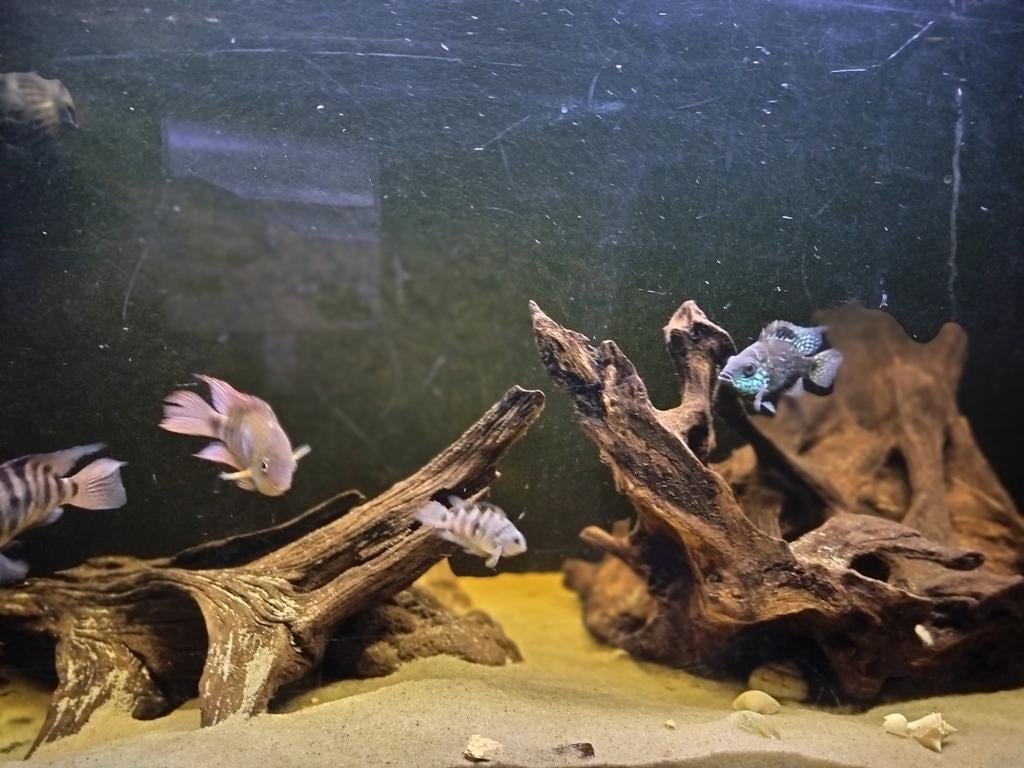 Vissen en aquarium, moet dringend weg, ik heb er teveel., Dieren en Toebehoren