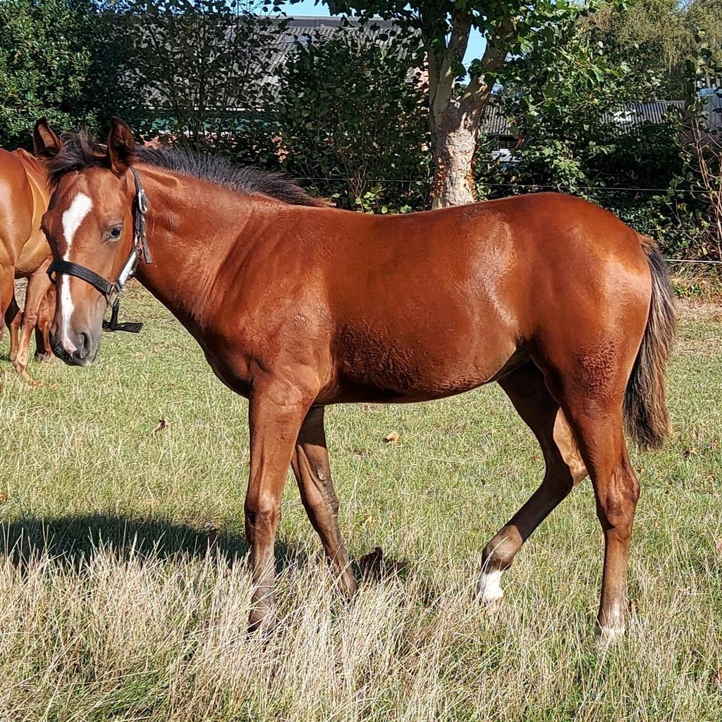 Jaarling paint merrie, Dieren en Toebehoren, Paarden, Merrie, Minder dan 160 cm, Met stamboom, 0 tot 2 jaar