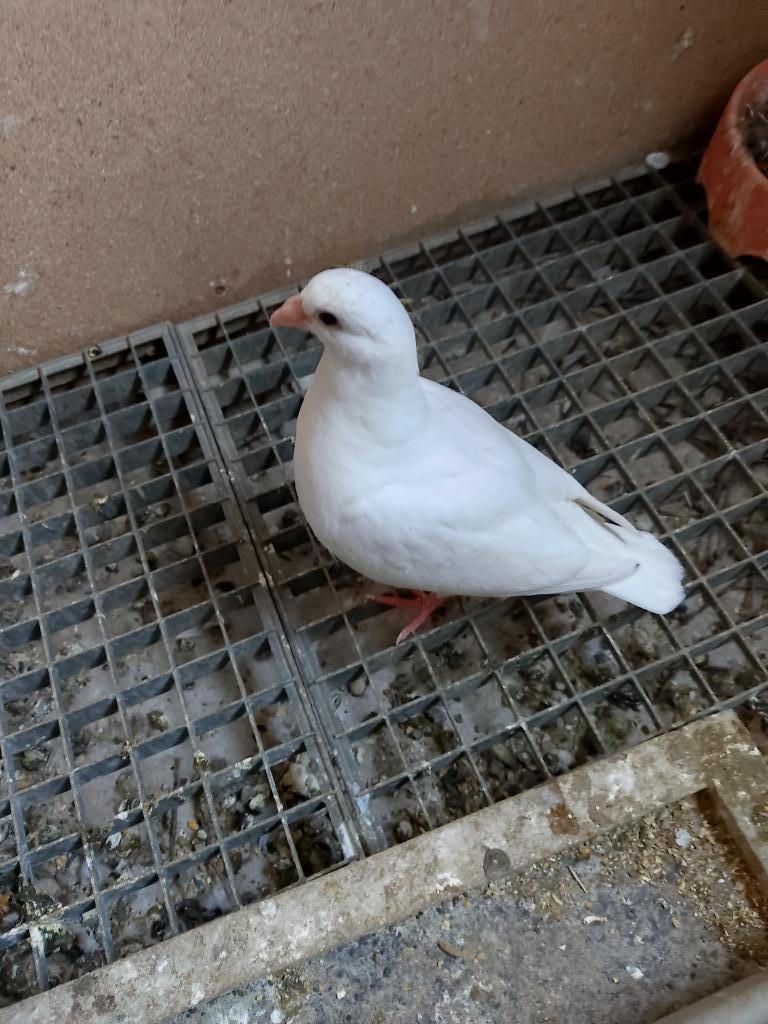 Pigeon voyageur blanc, Plusieurs animaux, Pigeon voyageur
