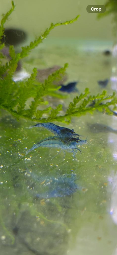 Neocaridina aux crevettes Blue Velvet, Animaux & Accessoires, Homard, Crabe ou Crevette, Poisson d'eau douce, Banc de poissons