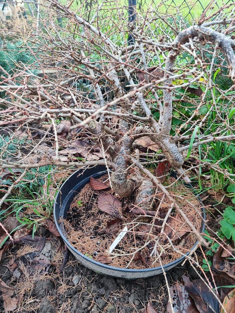 Bonsai oude kleinere larix in pot, Ophalen, In pot