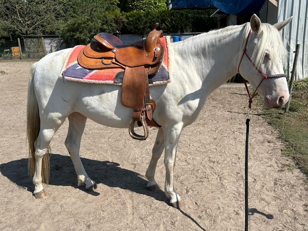 3,5 jarige cremello merrie, Animaux & Accessoires, Chevaux, Jument, Non dressé, Moins de 160 cm, 3 à 6 ans, Cheval western, Avec puce électronique