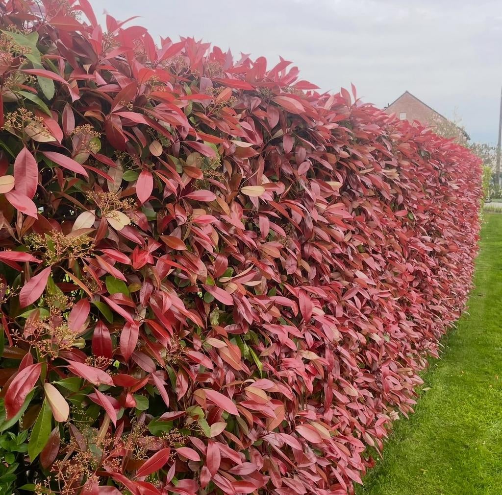 ‼️Photinia red robin aan promoprijzen ‼️, Ophalen, Taxus