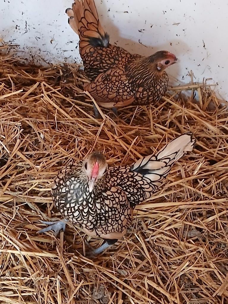 Broedeieren sebright, Dieren en Toebehoren, Pluimvee, Geslacht onbekend, Kip