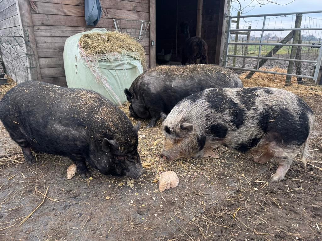 Gratis 3 gezonde varkens, Dieren en Toebehoren, Schapen, Geiten en Varkens, Meerdere dieren, Varken, 3 tot 5 jaar