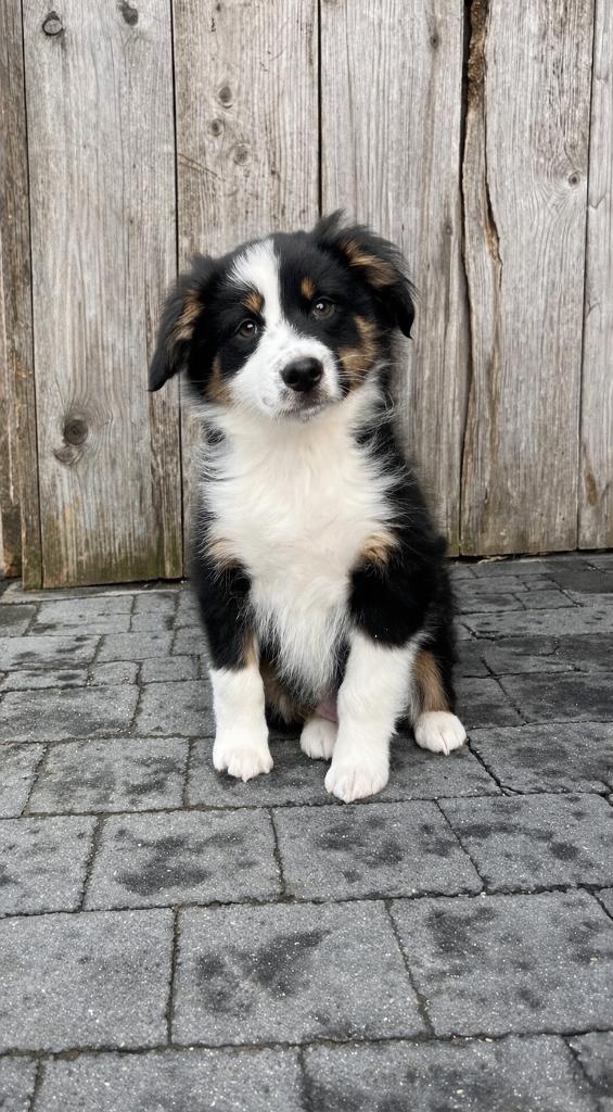 Beaux chiots bergers australiens, Animaux & Accessoires, Chien (mâle), Plusieurs, Hépatite contagieuse (maladie de Rubarth), Belgique