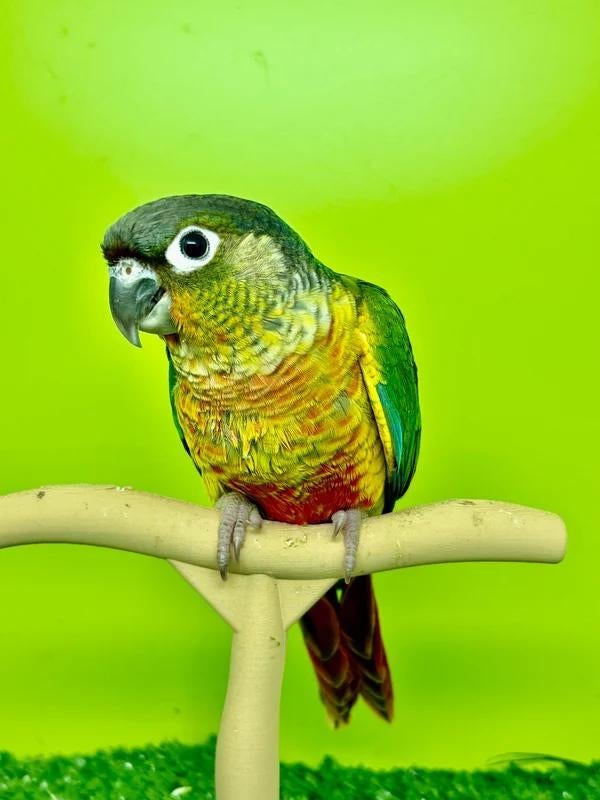 Dispo de suite:Adorable mâle conure de molinae EAM, Mâle, Perroquet, Domestique