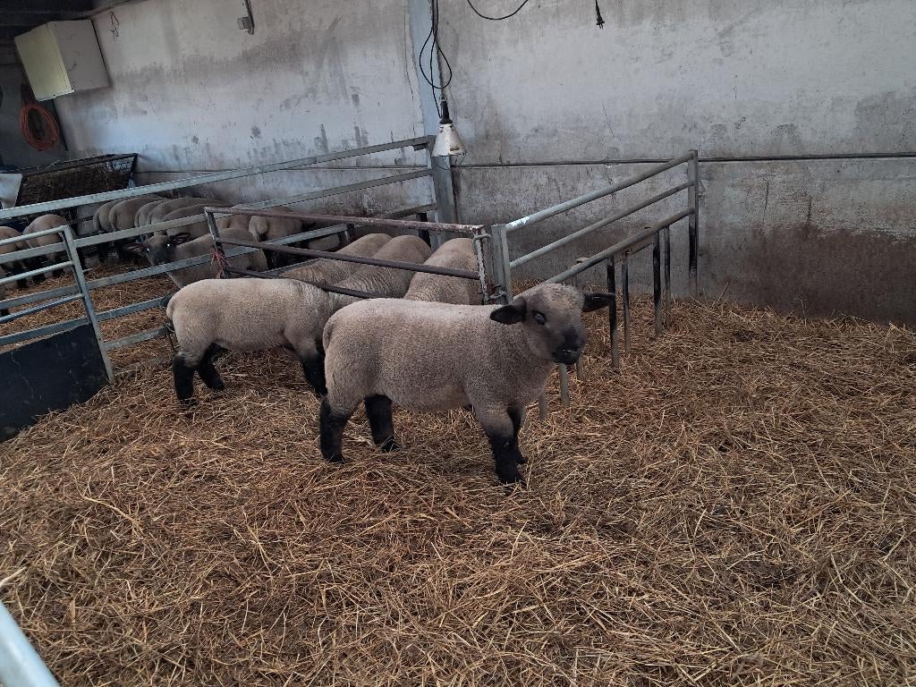 Agneaux Hampshire Down