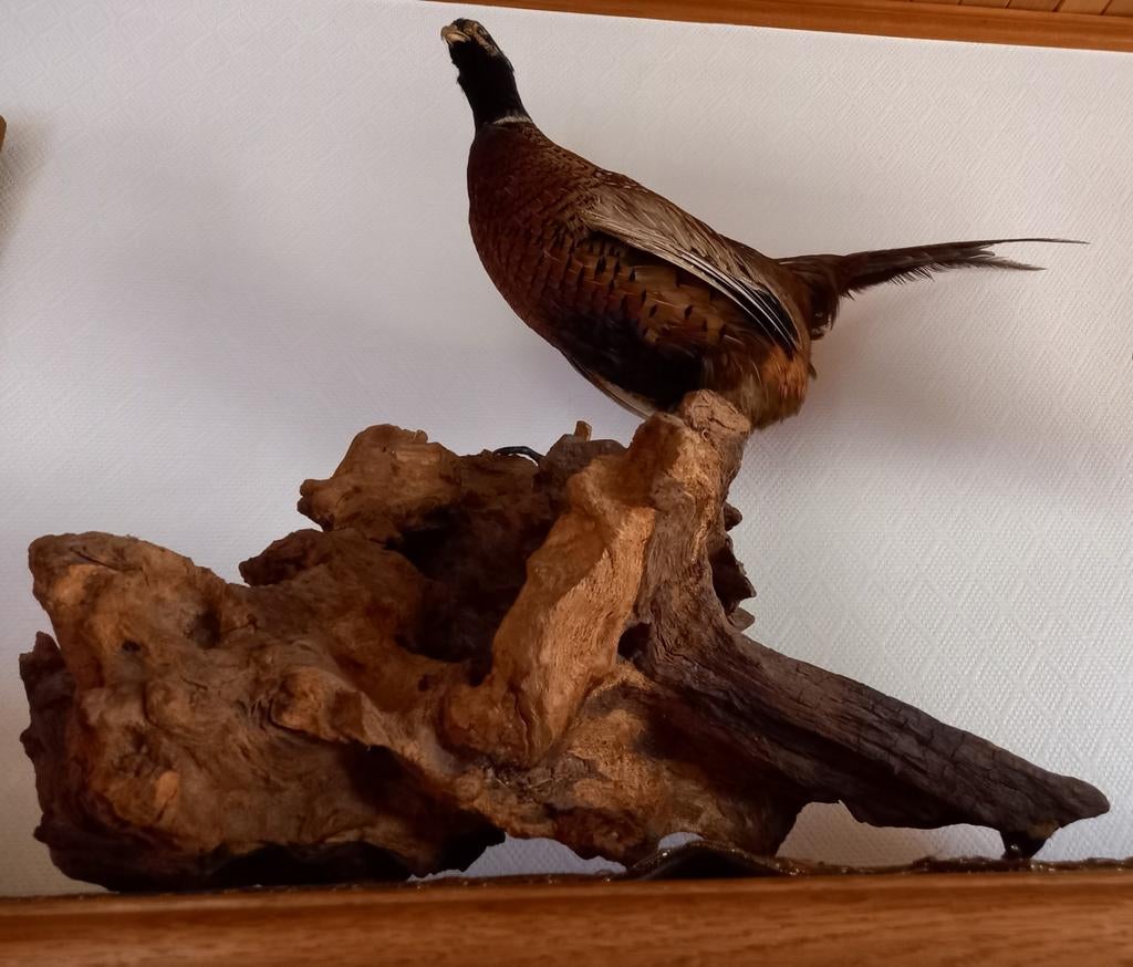 Prachtige FAZANT op houten rotsblok in topstaat