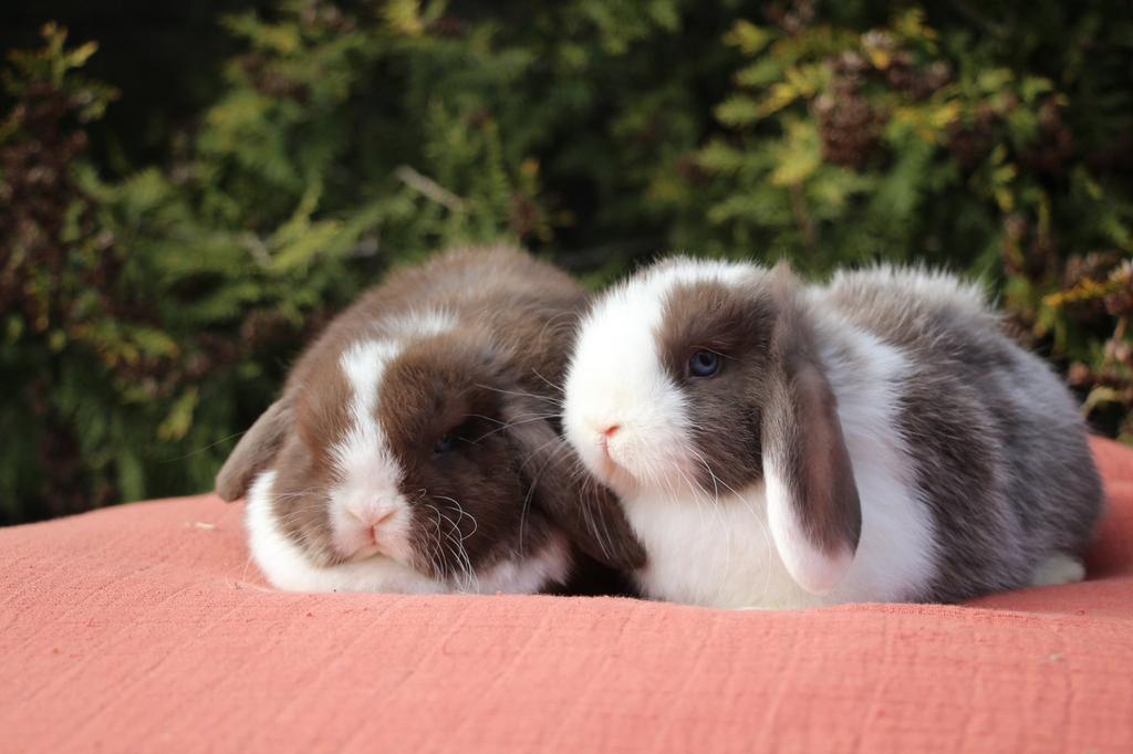 minilop x nhd, Dieren en Toebehoren, Konijnen, Meerdere dieren, Klein, Hangoor, 0 tot 2 jaar