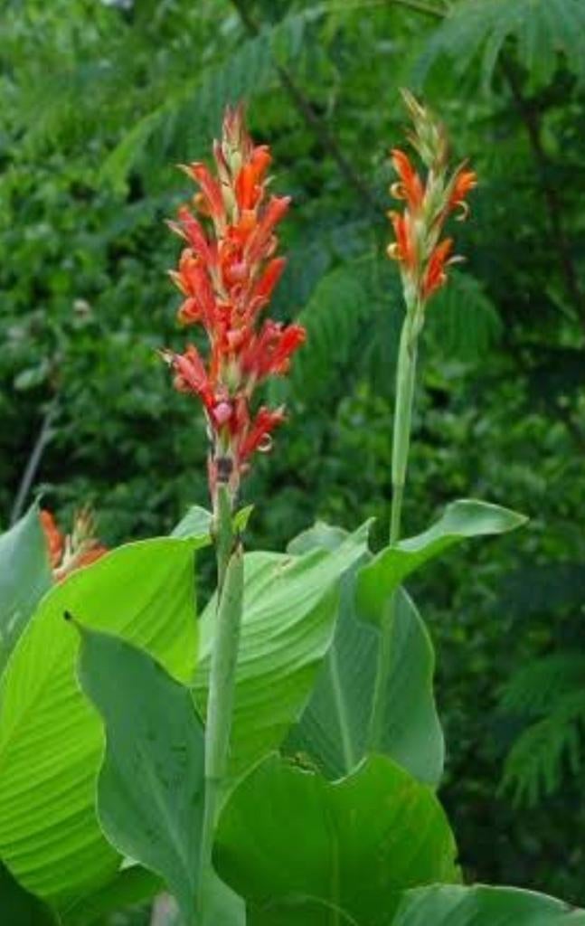 Canna, Tuin en Terras, Bloembollen en Zaden, Ophalen, Knol