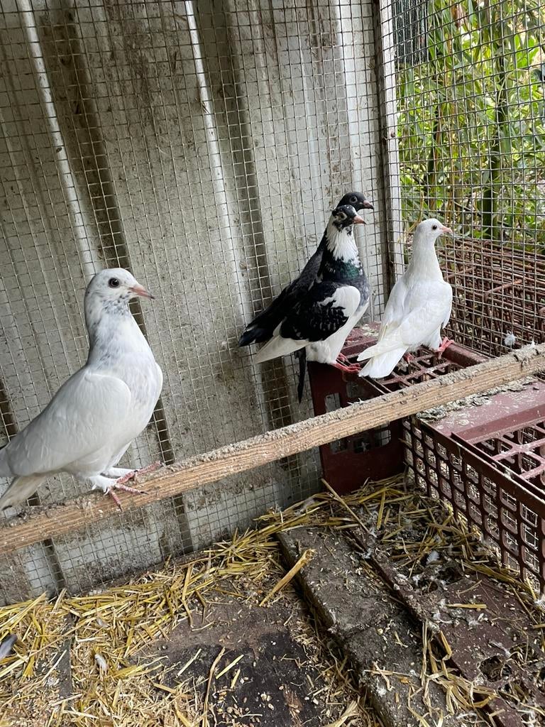 6 jonge sierduifjes, Sexe inconnu