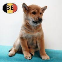 Shiba Inu (mâles) chiots belges à vendre, Animaux & Accessoires, Chiens | Huskys, Loulous & Types primitifs, 15 semaines à 1 an