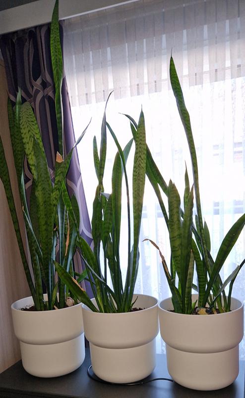 Sierpot met sanseveria, En pot, Plante à fleurs, Moins de 100 cm, Enlèvement