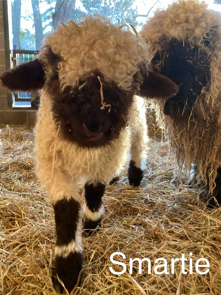 Smartie van ‘t Graanhof, ramlam, Walliser schwarznase, Mannelijk, Schaap, 0 tot 2 jaar