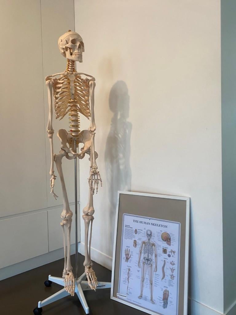 Skelet anatomie (+/-170cm) (incl poster), Ophalen, Zo goed als nieuw