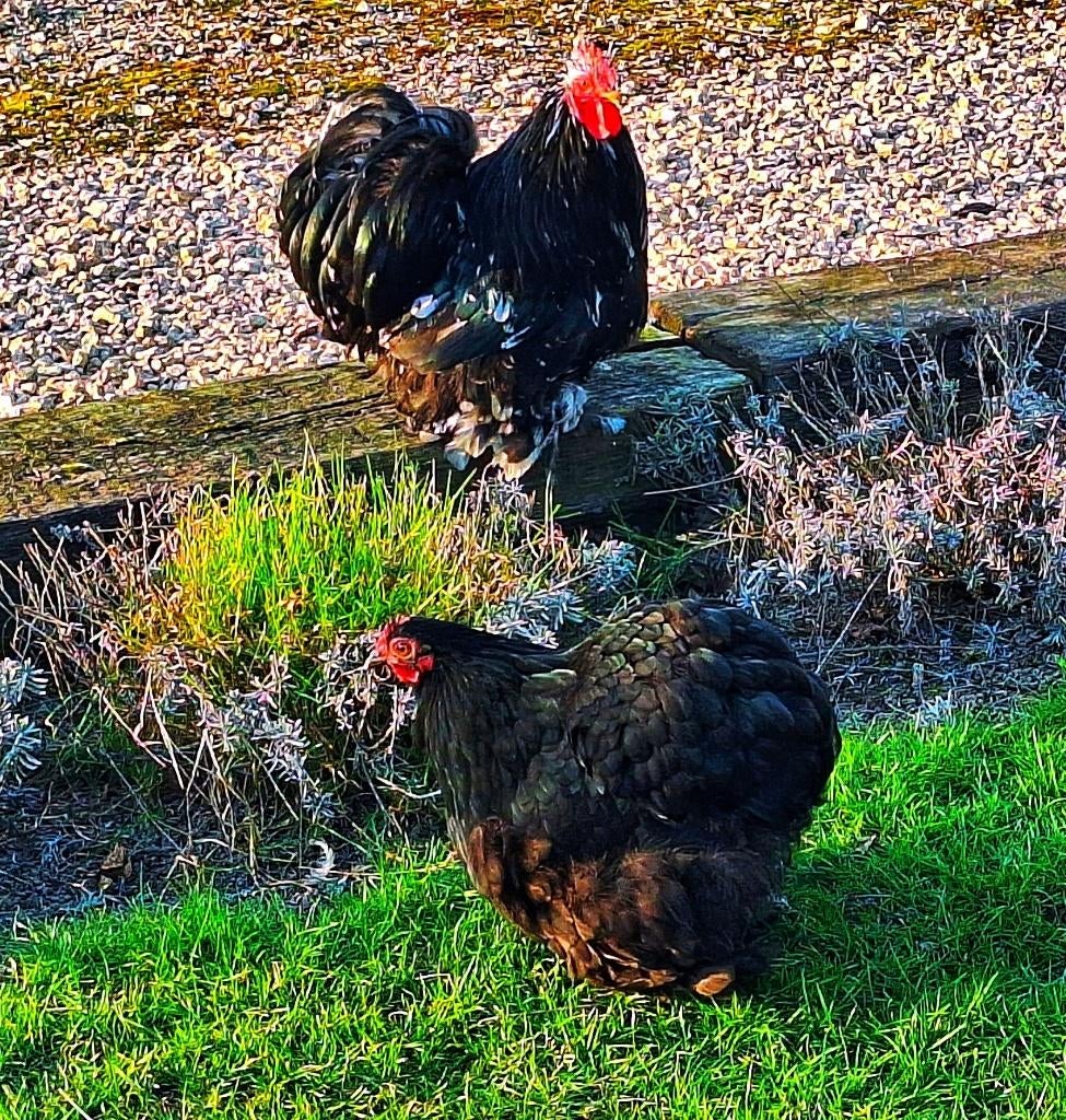 Trio Cochin kriel zwart/wit, Dieren en Toebehoren, Pluimvee, Kip