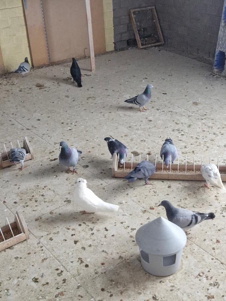 Postduiven en hoogvlieger