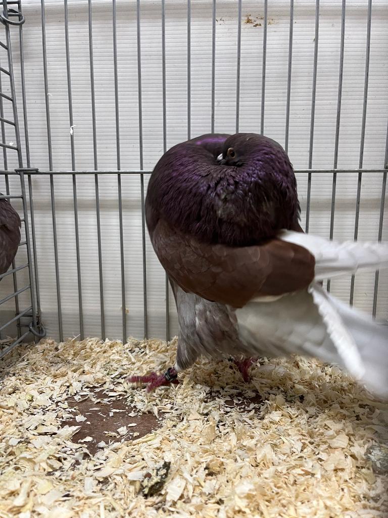 Duiven holle kroppers, Plusieurs animaux, Boulant