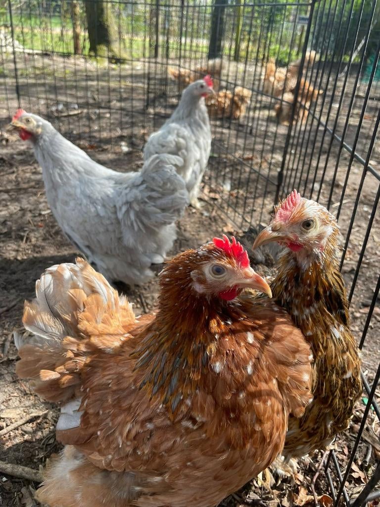 Cochin kriel, Dieren en Toebehoren, Pluimvee