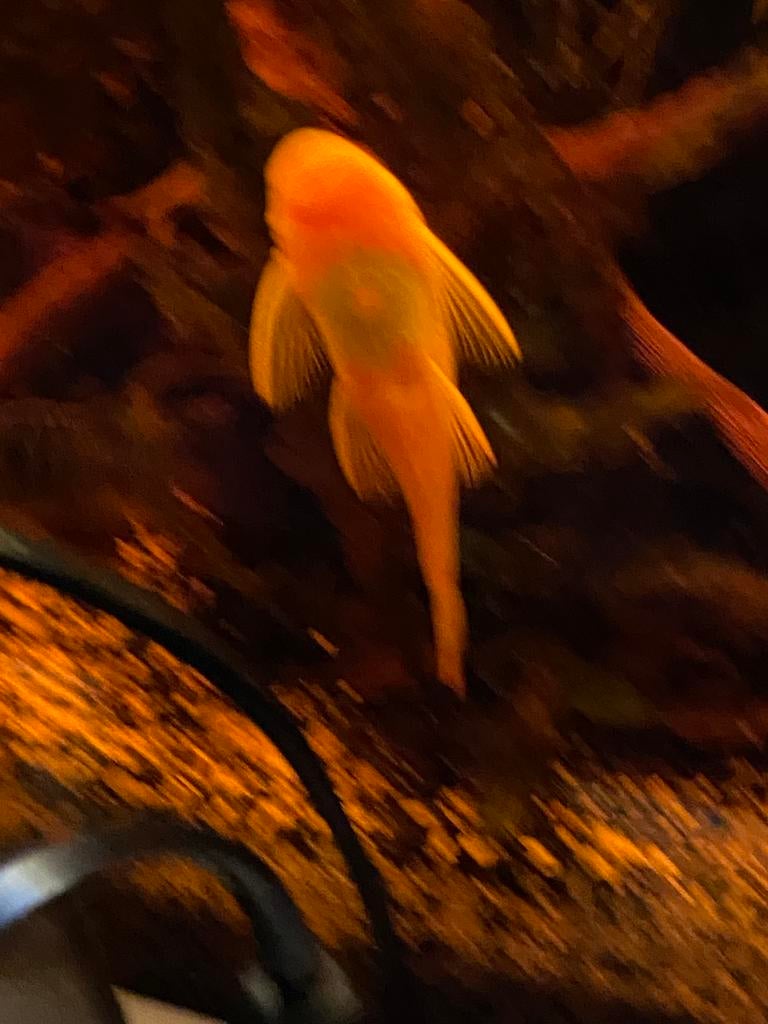 Vele mooie vissen, Dieren en Toebehoren, Vissen | Aquariumvissen