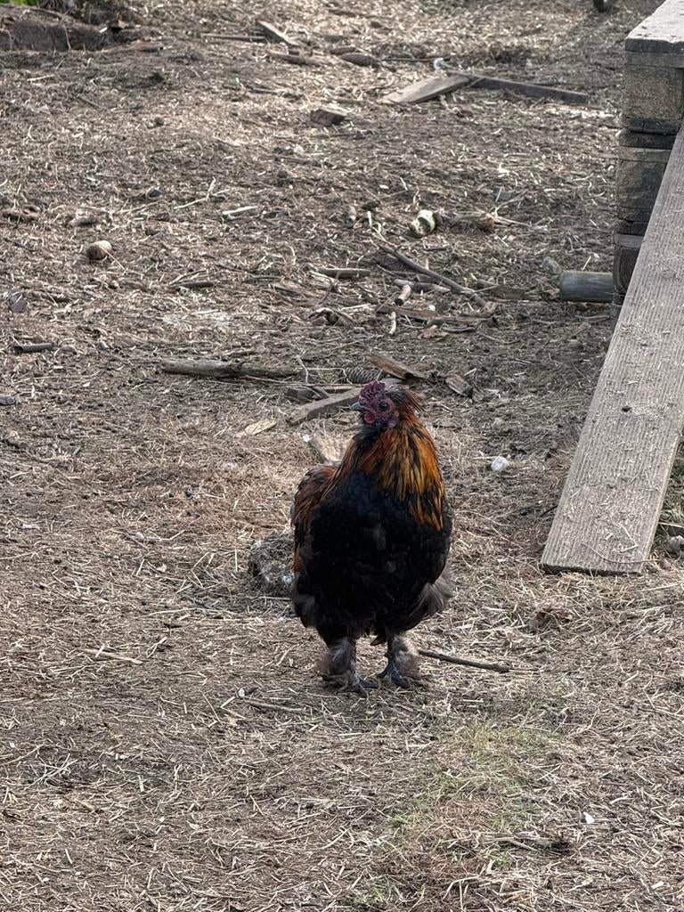 Gratis hanen, Mannelijk, Kip