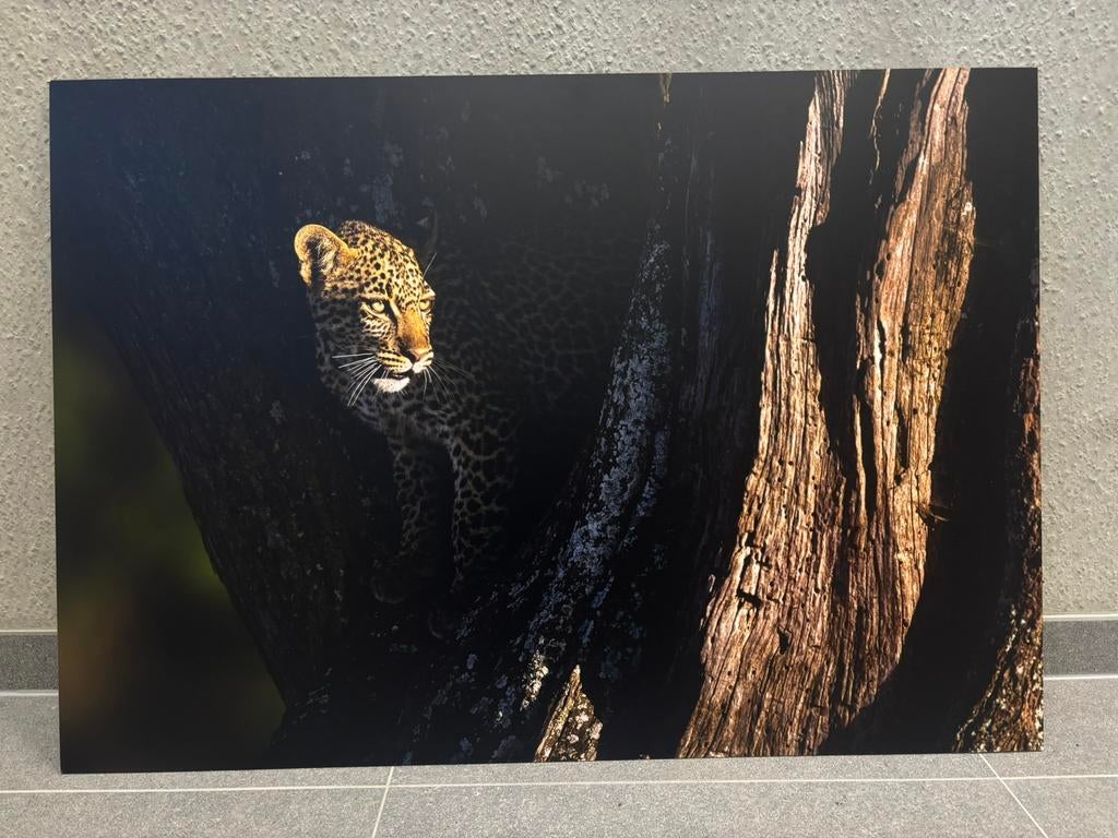 Photo print leopard cub playing in a tree, Enlèvement