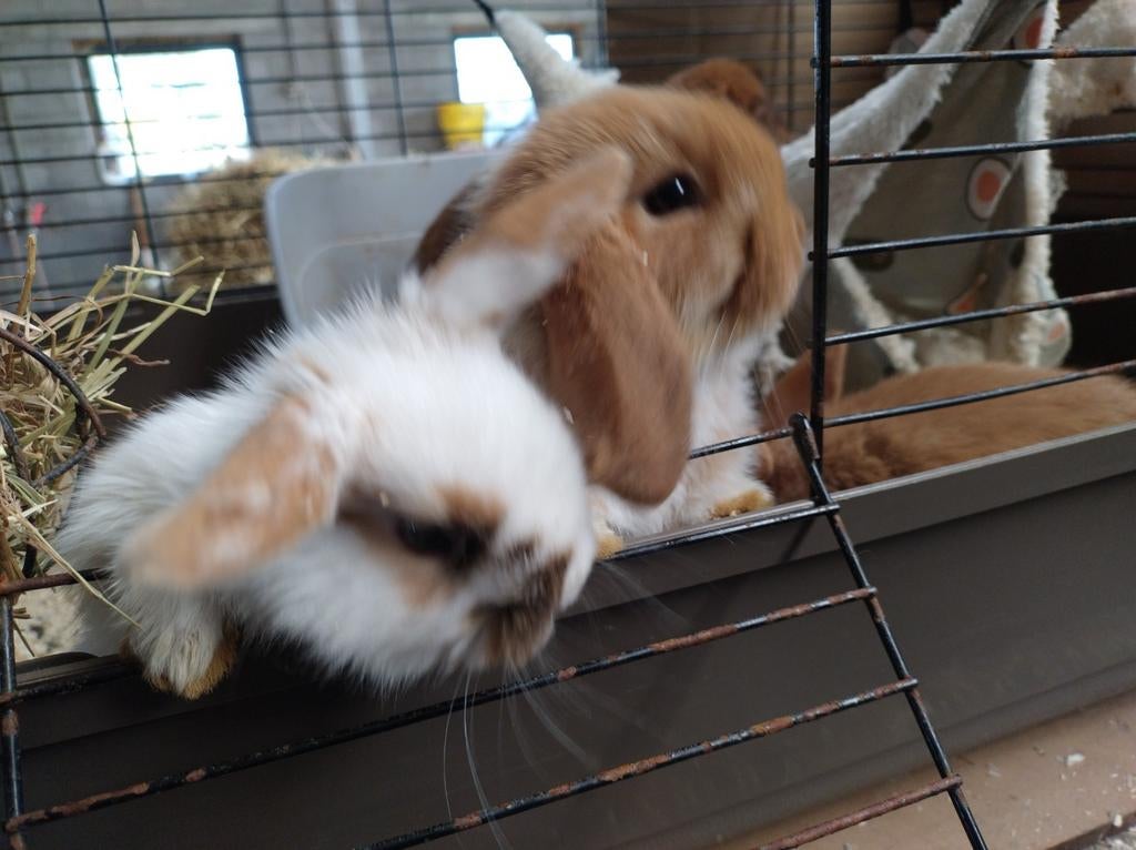 Minilop konijntjes, Dieren en Toebehoren, Konijnen, Meerdere dieren, Klein, Hangoor, 0 tot 2 jaar