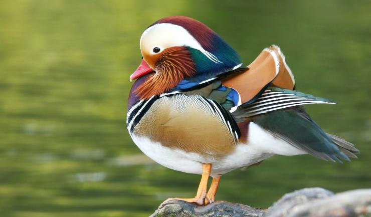 Broedeieren MANDARIJNEEND, Dieren en Toebehoren, Pluimvee, Meerdere dieren, Eend