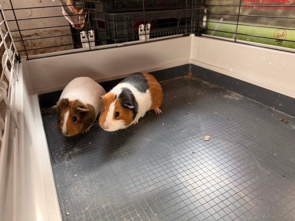 2 dames zoeken dringend nieuwe thuis, Dieren en Toebehoren, Oktober, Vrouwelijk, Cavia