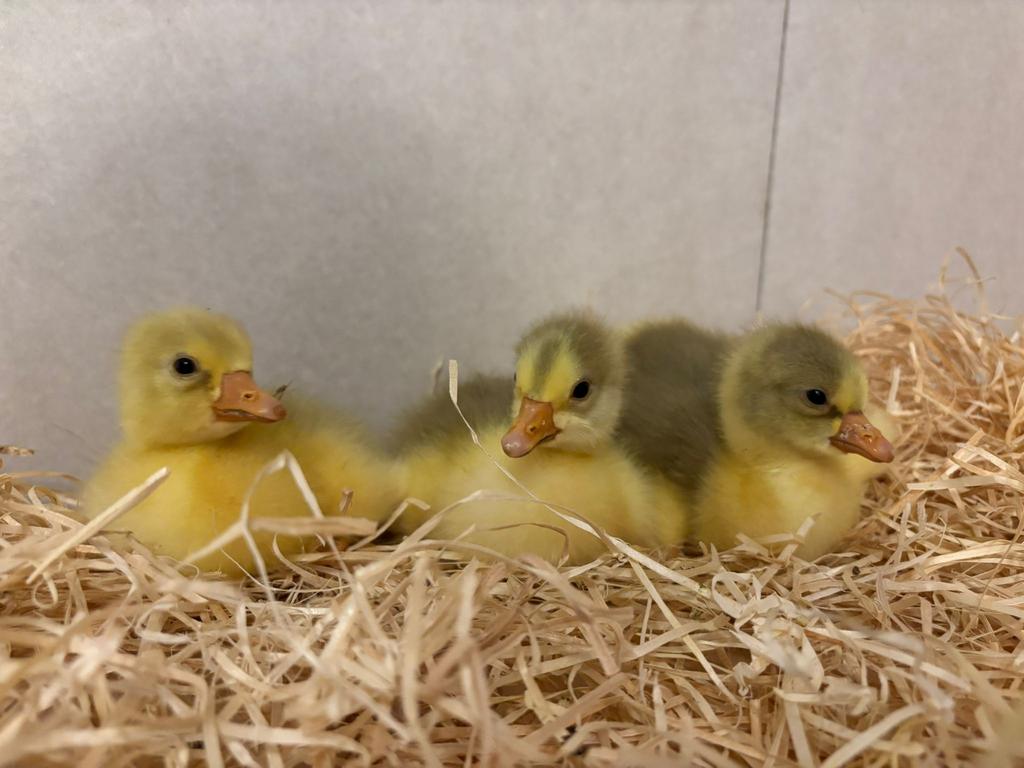 Jong pluimvee, Sexe inconnu, Poule ou poulet