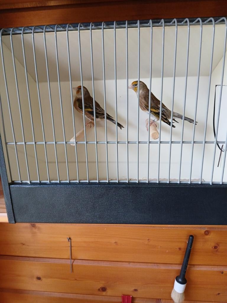 Hybride, Dieren en Toebehoren, Vogels | Kanaries