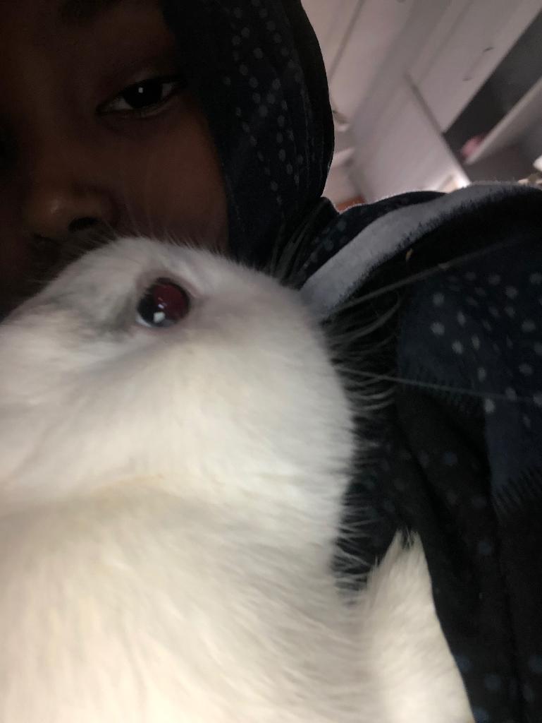 Dier, Dieren en Toebehoren, Meerdere dieren, Middelgroot, 0 tot 2 jaar