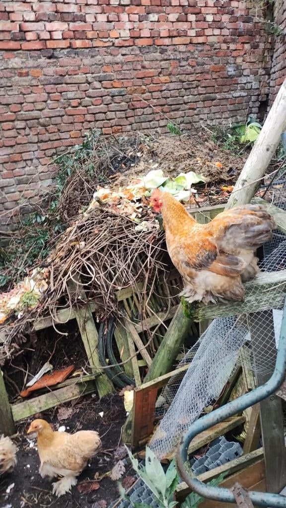 Cochine 2 hanen + 2 hennen, Plusieurs animaux, Poule ou poulet