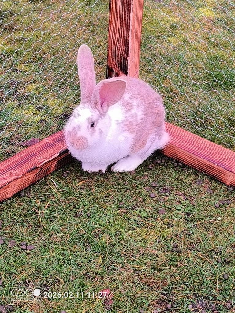 Vlaamse reus ram, Dieren en Toebehoren