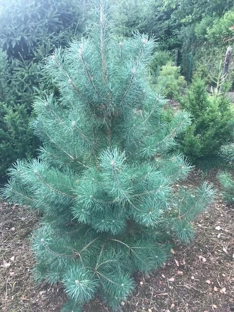 Grove Den, Solitair (Pinus sylvestris), 100 à 250 cm, Plein soleil, Autres espèces, Enlèvement