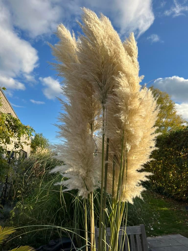 Pampas fraîches, Enlèvement