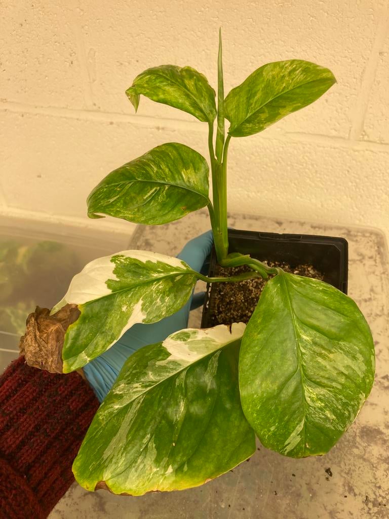 Plantes d’intérieur de toutes sortes, Enlèvement ou Envoi