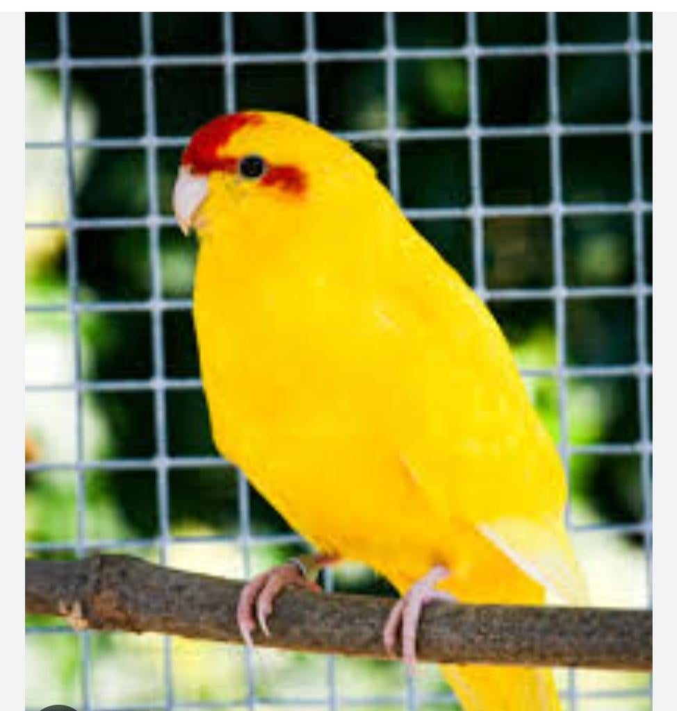 Kakariki jaune, Animaux & Accessoires, Juillet, Plusieurs animaux