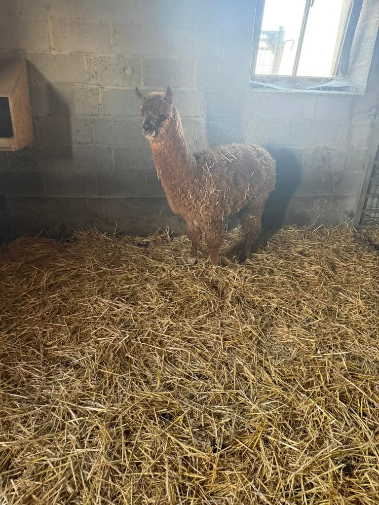Alpaca merrie, Dieren en Toebehoren, September