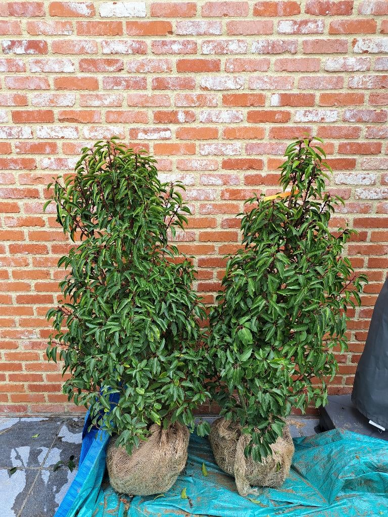 Portugese laurier haag, Enlèvement, Laurier, Haie, 100 à 250 cm