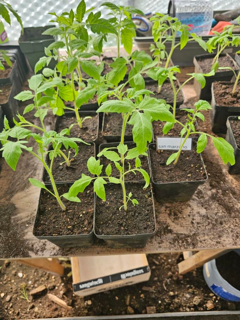 Divers plants de tomates à vendre 41 pièces, Jardin & Terrasse, Plantes | Jardin, Enlèvement, Annuelle, Plantes potagères