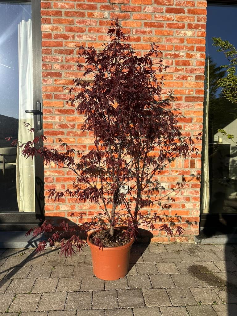Japanse esdoorn, Tuin en Terras, Ophalen