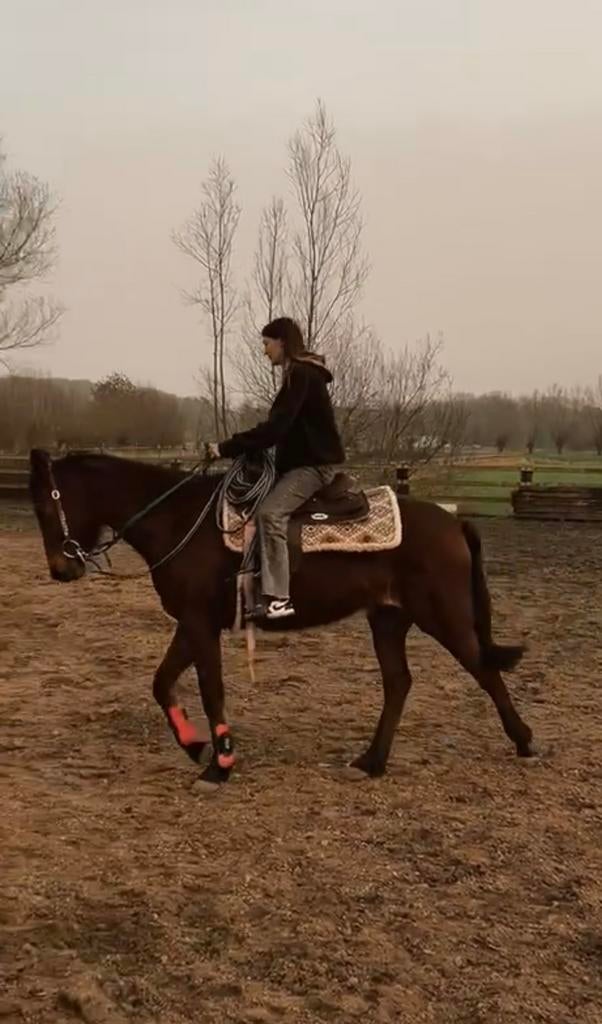 Trotter à vendre, Jument, Débourré