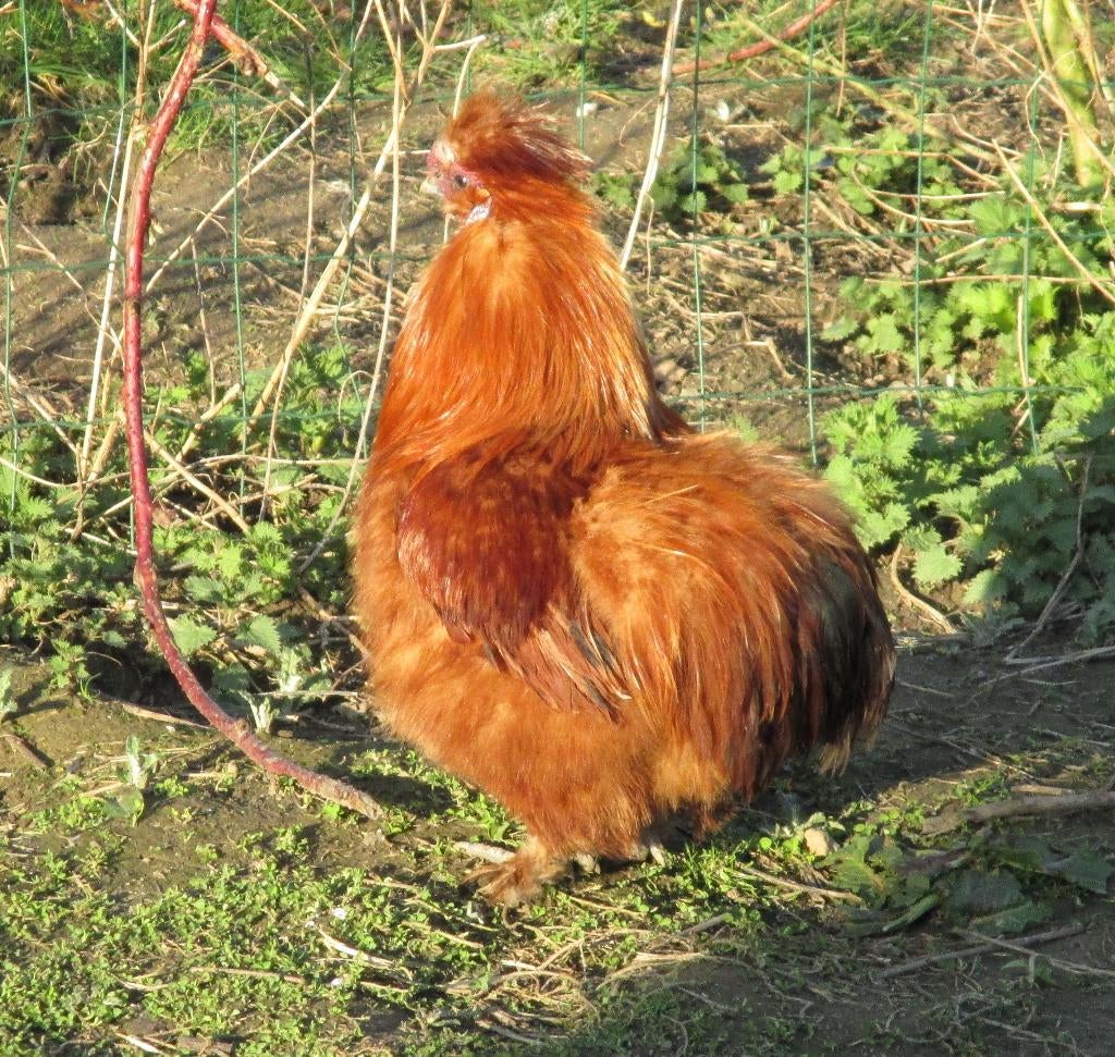 Broedeieren van ras kippen, Dieren en Toebehoren, Pluimvee