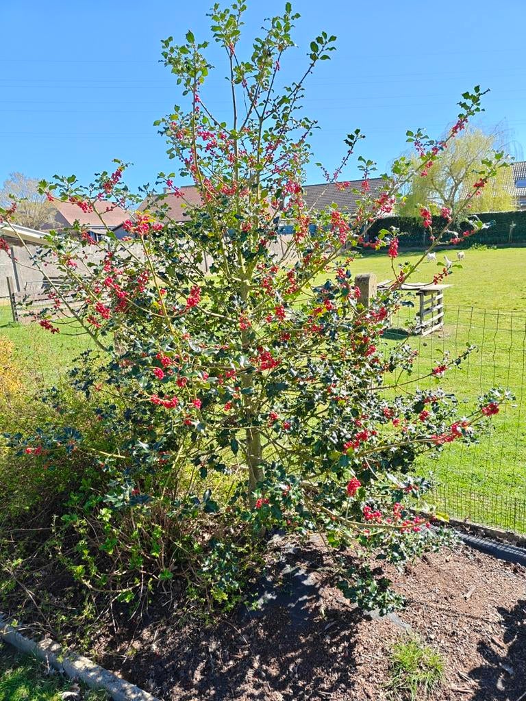 Gratis hulst, Tuin en Terras, Ophalen, Hulst, Struik, 250 cm of meer