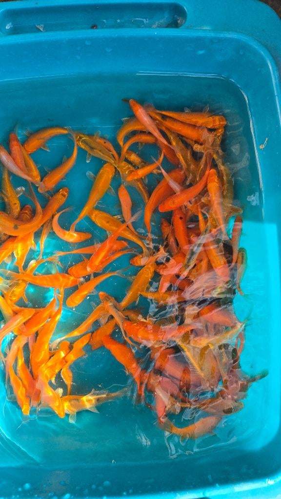 Jonge koi's, Dieren en Toebehoren, Karper of Koi