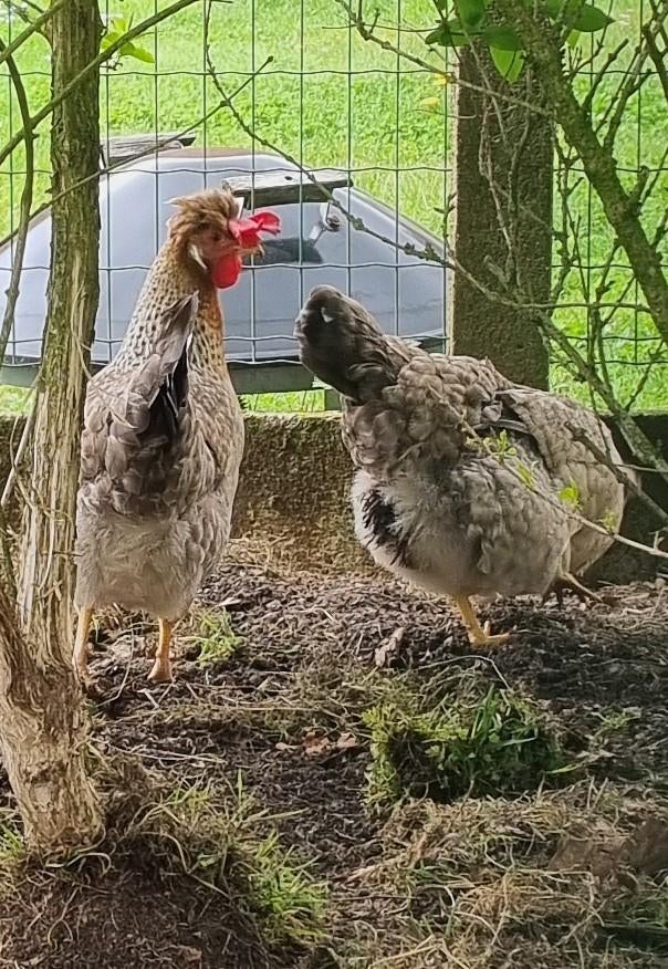 Cream legbar kippen en haan